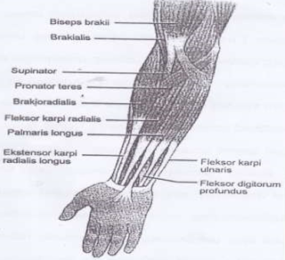 Contoh Latihan Penguatan Otot Lengan